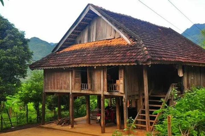 Bonobo: Nguồn Gốc Tiến Hóa Của Ngôn Ngữ Con Người?